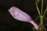 Longsepal beardtongue